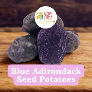May include: A close-up of Blue Adirondack Seed Potatoes, with a cut potato revealing a vibrant purple interior. The potatoes are dark purple and rest on a wooden surface. The image includes a logo that says "AZKY SHOP".