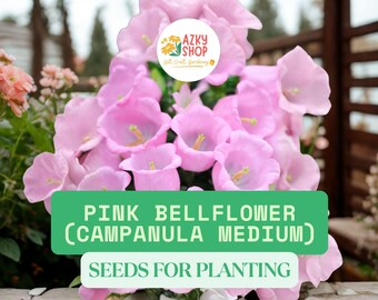 Pink Bellflower Seeds – 50 Campanula medium Seeds, Cottage Garden Flower, Biennial Canterbury Bells for Borders & Cut Flowers