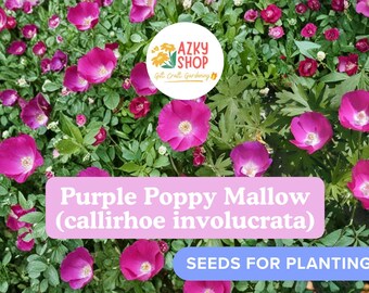 250 Purple Poppy Mallow Winecup Seeds for Planting – Callirhoe involucrata Perennial Wildflower Seeds