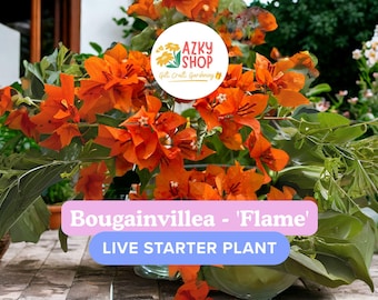 Bougainvillea 'Flame' Rooted Cutting: Red-Orange Tropical Vine