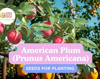10 Plum Tree Seeds for Planting – Prunus Americana – Heirloom American Plum, Hardy Fruit Tree, Non-GMO USA Seeds