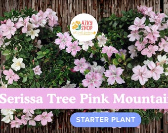 Serissa Tree Pink Mountain Starter Plant in 2.5" Pot, Flowering Fairy Garden, Houseplant Mini Tree, Non-GMO