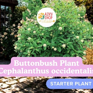 May include: A Buttonbush plant, Cephalanthus occidentalis, featuring green leaves and spherical white flower heads. The image includes a circular logo for AZKY SHOP and a pink rectangular label with the text Buttonbush Plant (Cephalanthus occidentalis) and a blue label with the text STARTER PLANT.
