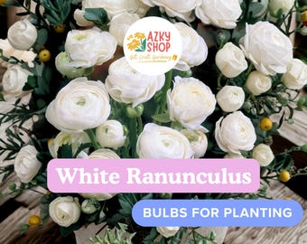 White Ranunculus Bulbs – 10 Buttercup Flower Bulbs for Planting Spring Blooming Garden Flowers