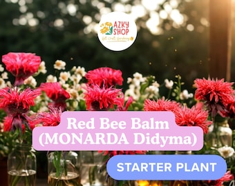 Live Jacob Cline Bee Balm Plant – Monarda didyma Perennial Pollinator Plant in Pint Pot for Garden