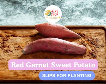 Red Garnet Sweet Potato Slips | Live Starter Plants for Garden | Heirloom Variety with Rich Sweet Flavor & High Yield