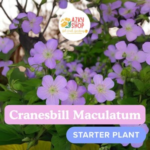 Wild Geranium Plant | Hardy Perennial with Purple Blooms | Native Geranium maculatum for Garden Borders & Pollinator Habitat
