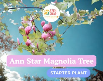 Ann Star Magnolia Tree Live Plant in 2” Pot Starter | Fragrant Pink Blooms | Flowering Ornamental Tree