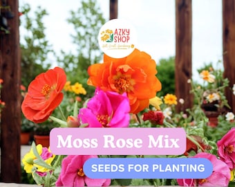 Moss Rose Seeds – 100 Portulaca Flower Seeds for Planting Colorful Summer Garden Flowers