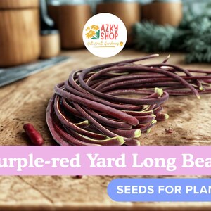 Purple Red Yard Long Bean Seeds – 15 Asian Noodle Bean Seeds for Planting, Long String Bean Vegetable Seeds