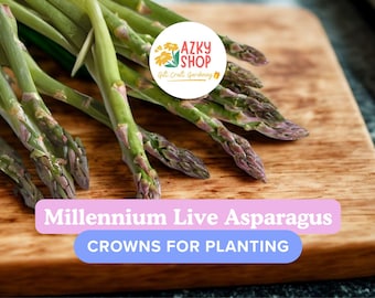 Millennium Asparagus Bare Root Plants: 2-Year Crowns, Hardy Perennial