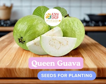 10 Queen Guava Seeds for Planting – Large White Guava Seeds, Psidium guajava, Tropical Fruit Tree, Non-GMO