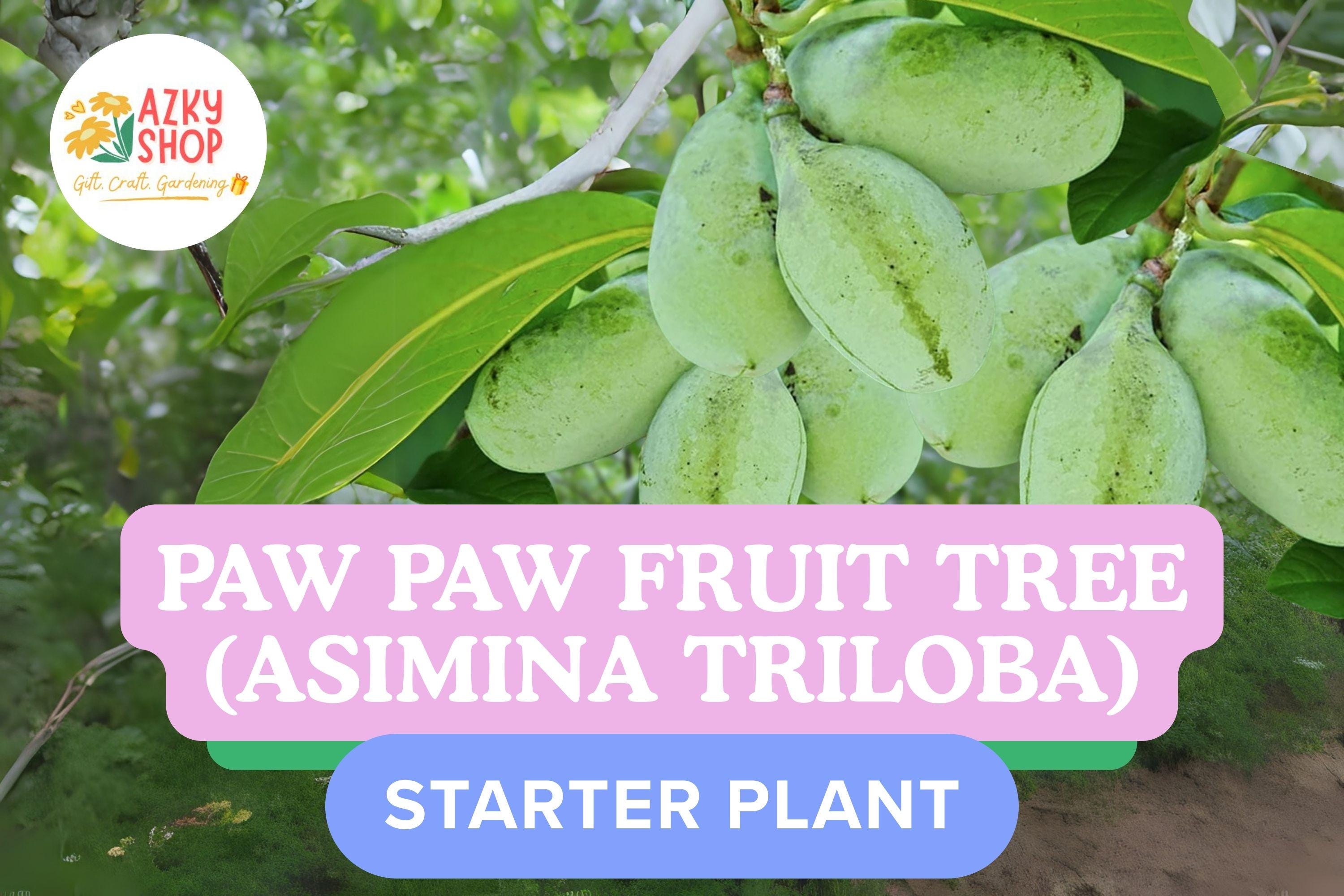 Pawpaw Tree Bare Root 12-24 Inch – Asimina Triloba Live Fruit Tree ...