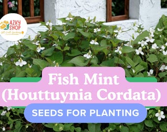 Fish Mint Seeds – 300 Houttuynia Cordata Chameleon Plant Seeds Edible Herb Ground Cover Medicinal Herb Garden