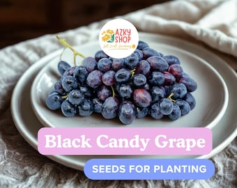 Black Candy Grape Seeds – 12 Vitis vinifera Seeds, Sweet Black Grape Variety, Garden Vine Fruit Seeds for Planting