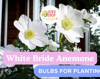 Anemone The Bride Bulbs – 20 White Spring Flower Bulbs for Planting Windflower Garden Blooms