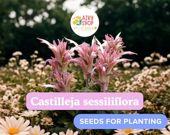 Downy Indian Paintbrush Seeds – 20 Castilleja sessiliflora Paintedcup Wildflower Seeds for Planting