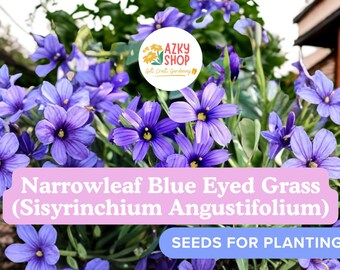 Blue Eyed Grass Seeds – 100 Sisyrinchium angustifolium Native Perennial Wildflower Seeds for Planting