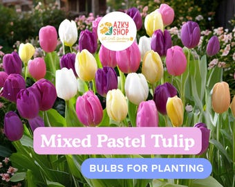Mixed Pastel Tulip Bulbs | Set of 10 | Spring Blooming Perennial | Garden Flowering Bulbs | Soft Color Mix