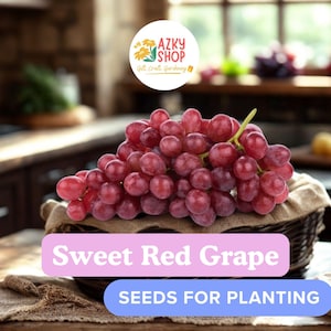 Sweet Red Grape Seeds | 20 Seeds | Grow Fruit-Bearing Vines for Fresh Grapes, Juicing, or Winemaking | Hardy Garden Plant