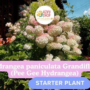 Pee Gee Hydrangea Plant: White to Pink Blooms