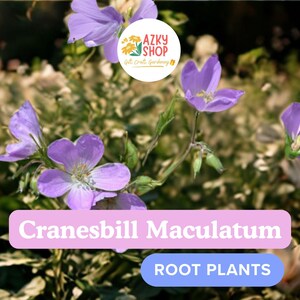 Cranesbill Maculatum Wild Geranium 10 Bare Root Plants | Organic Hardy Perennial Roots for Garden Borders & Pollinator Landscaping