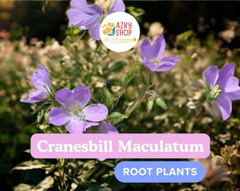 Cranesbill Maculatum Wild Geranium 10 Bare Root Plants | Organic Hardy Perennial Roots for Garden Borders & Pollinator Landscaping