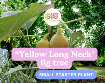 Yellow Long Neck Fig Tree – 1 Live TC Plant 3–6" Tall, Ficus carica Variety, Sweet Yellow Fig Fruit Tree Starter, Non-GMO USA Grown