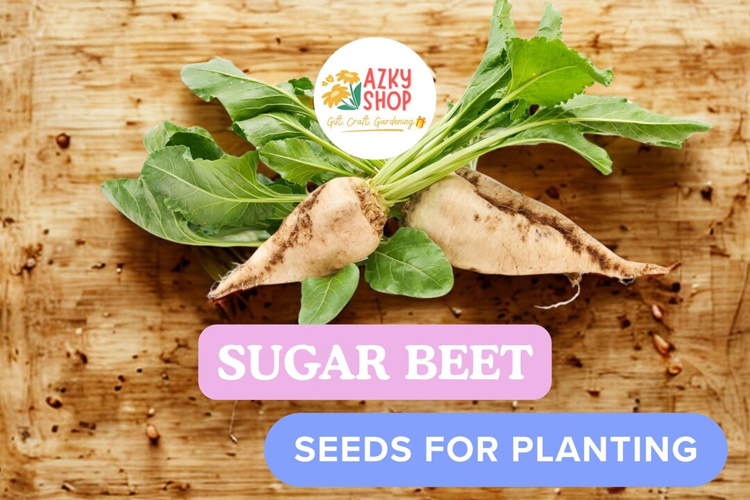 Sugar Beet Seeds – 100 Non GMO Beta Vulgaris Seeds for Planting, Fodder ...