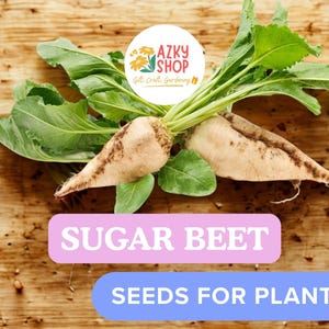 May include: Image of sugar beets with green leaves, ready for planting. The image includes the text "SUGAR BEET" and "SEEDS FOR PLANTING" on a wooden background. The AZKY SHOP logo is in the top center.