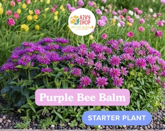 Bee Balm Balmy Purple Live Plants – 2 Rooted Monarda Plants in Quart Pots for Pollinator Gardens