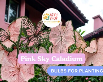 Pink Sky Caladium Bulbs – 6 Pink Caladium Tubers for Planting Elephant Ear Tropical Foliage Shade Garden