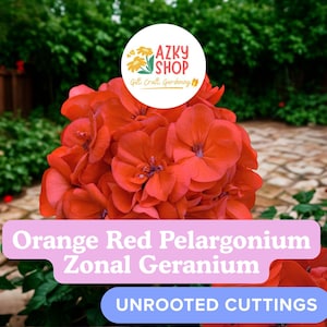 Orange-Red Zonal Geranium Cuttings: Garden Flower Starter Plants