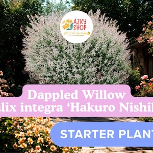 May include: A vibrant image of a Dappled Willow, Salix integra 'Hakuro Nishiki', a starter plant. The plant has white and green foliage. The image also includes the text "AZKY SHOP" and "STARTER PLANT".