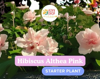 Double Rose of Sharon Live Plant | Pink Hibiscus Althea Starter 1/2–1 ft | Hardy Perennial Shrub with Summer Blooms