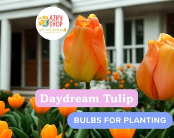 Daydream Tulip Bulbs – 10 Vibrant Orange Tulip Bulbs for Planting, Spring Flowering Garden Bulbs for Pots & Borders