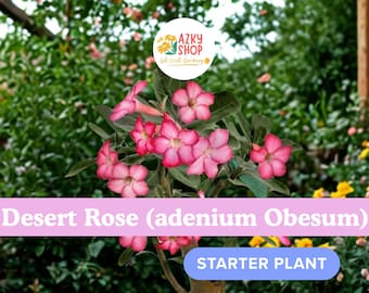 Desert Rose Starter Plant – Adenium obesum Seedling, Natural Bonsai & Houseplant, Tropical Flowering Succulent for Garden or Pot