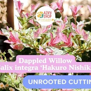 Dappled Willow Cuttings – 4 Salix integra Hakuro Nishiki Unrooted Cuttings for Propagation Variegated Willow