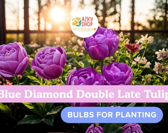 Blue Diamond Double Late Tulip Bulbs – 10 Purple Double Tulip Bulbs for Planting, Spring Flowering Garden Bulbs