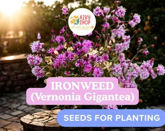 Ironweed Seeds – 200 Vernonia gigantea Native Wildflower Seeds for Planting Purple Garden Flowers