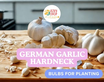 Organic German Hardneck Garlic Seed Bulbs – 5 Jumbo Heirloom Garlic Bulbs for Planting Garden