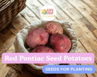 Red Pontiac Seed Potatoes – 5 Pounds Red Potato Tubers for Planting Vegetable Garden Potatoes