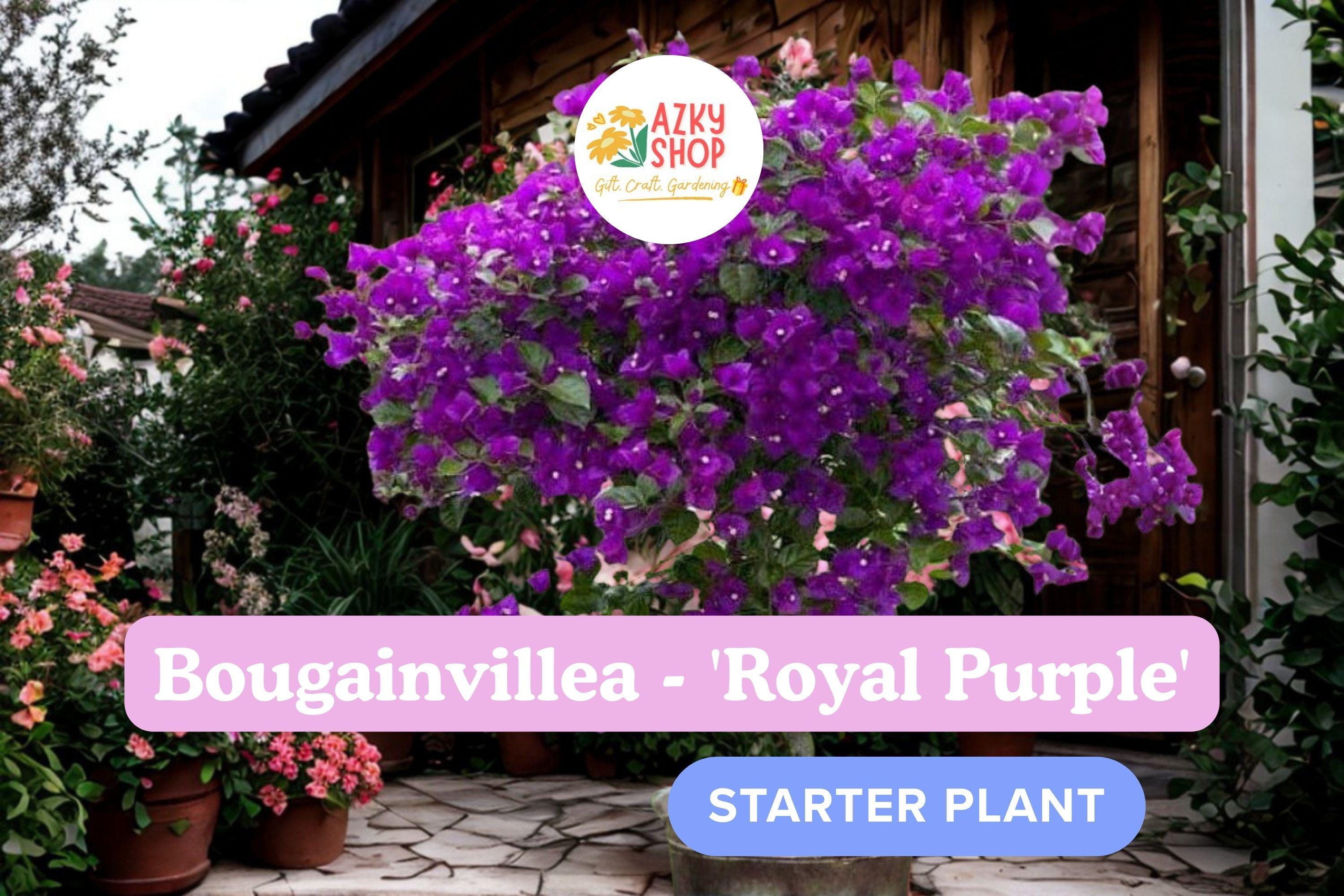 Bougainvillea Purple - Etsy