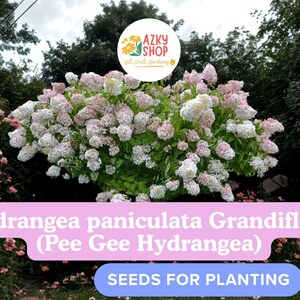 Pee Gee Hydrangea Seeds: White to Pink Flowering Shrub - 100 Seeds
