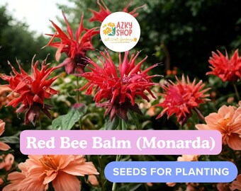Red Bee Balm Seeds – 1000 Monarda Perennial Flower Seeds for Planting Hummingbird Pollinator Garden
