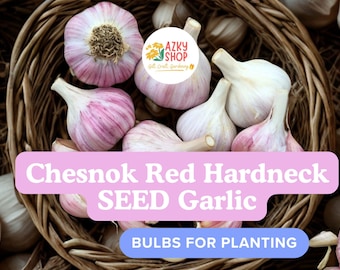 Chesnok Red Seed Garlic Bulbs – 3 Organic XL Jumbo Bulbs, Heirloom Hardneck Garlic