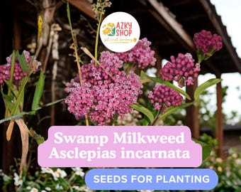 Swamp Milkweed Seeds Asclepias Incarnata – 75 Rose Milkweed Seeds, Native Perennial Flower Seeds for Pollinator Garden