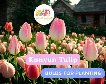 Kunyun Tulip Bulbs Pink & White – 10 Rembrandt Tulip Bulbs for Planting, Spring Flowering Garden Bulbs