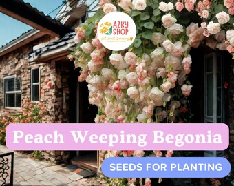 25 Peach Weeping Begonia Seeds – Peach Begonia Flower Seeds for Shade Garden Planting