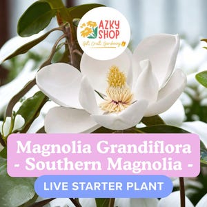 Live Southern Magnolia Tree: Fragrant White Blooms, 6-8 Inches